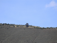Arbol solitario